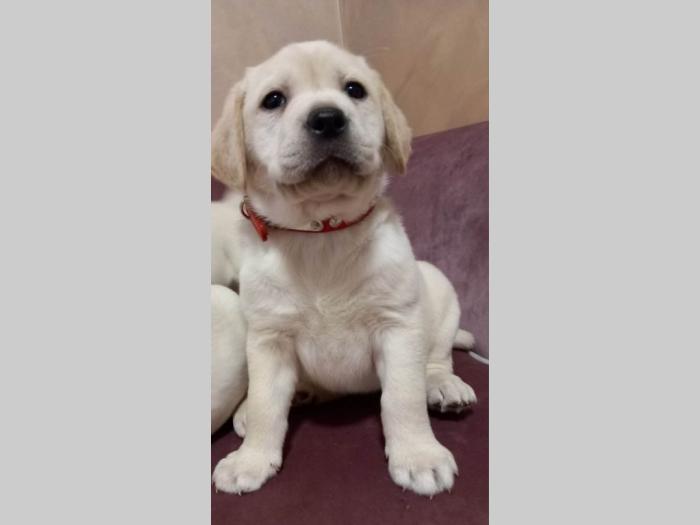 labrador retriver štenci besplatni mali oglasi