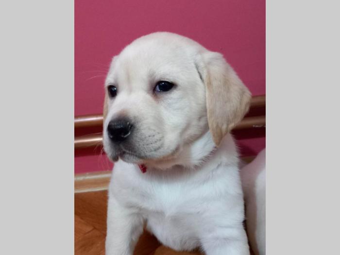 labrador retriver štenci besplatni mali oglasi