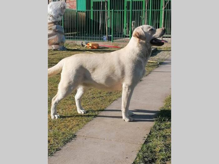 labrador retriver štenci besplatni mali oglasi
