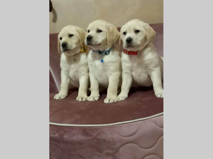 labrador retriver štenci besplatni mali oglasi