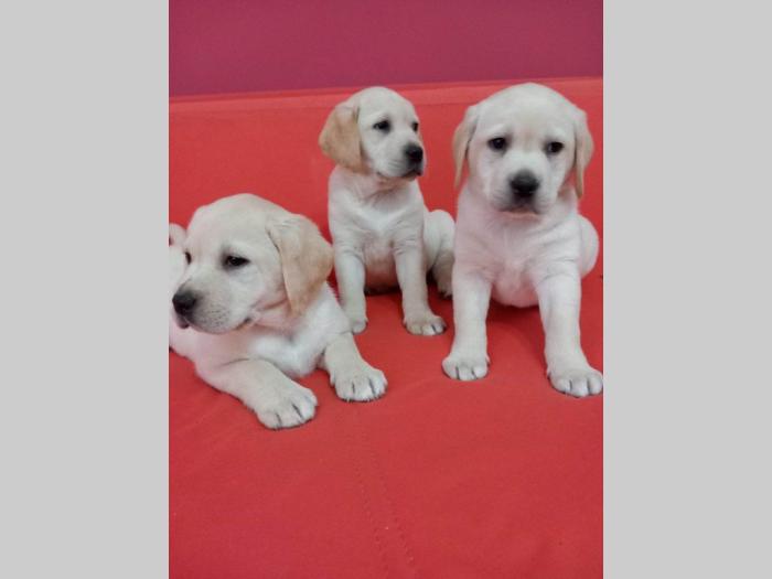 labrador retriver štenci besplatni mali oglasi