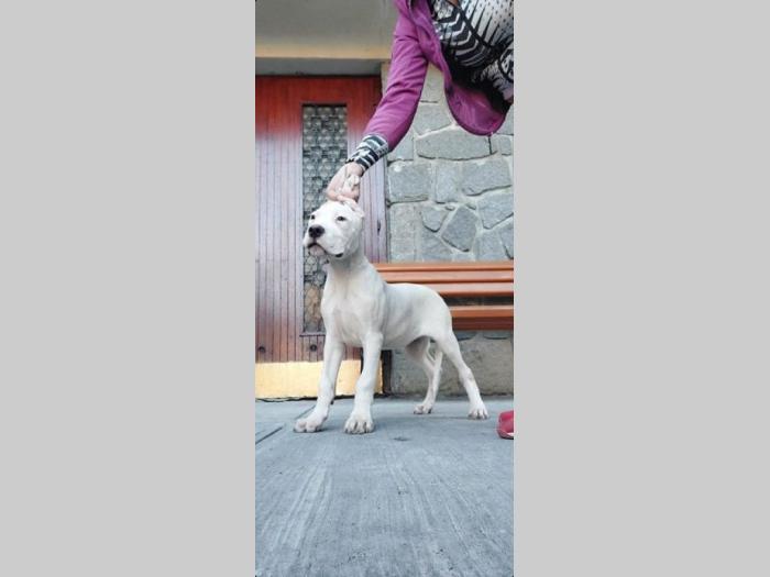 dogo argentino štenci besplatni mali oglasi