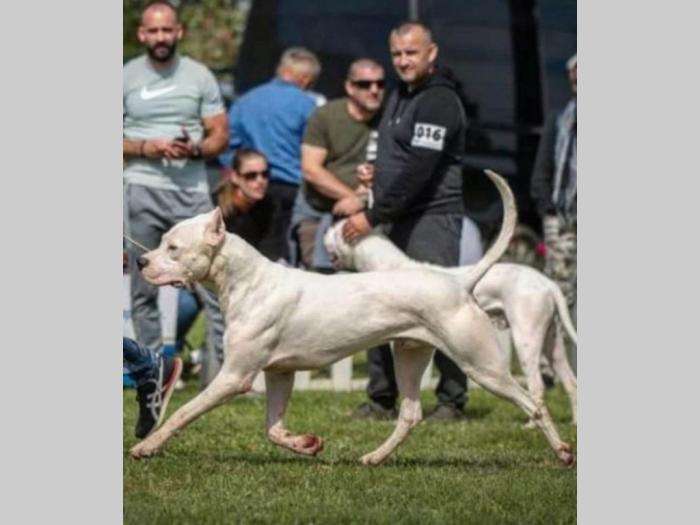 dogo argentino štenci besplatni mali oglasi