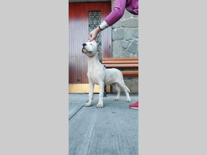 dogo argentino štenci besplatni mali oglasi