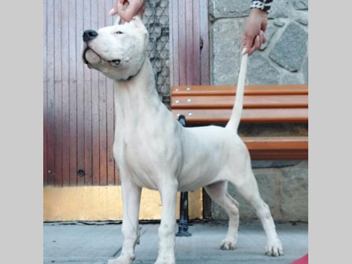 dogo argentino štenci besplatni mali oglasi
