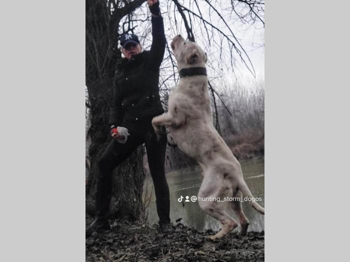 dogo argentino štenci besplatni mali oglasi