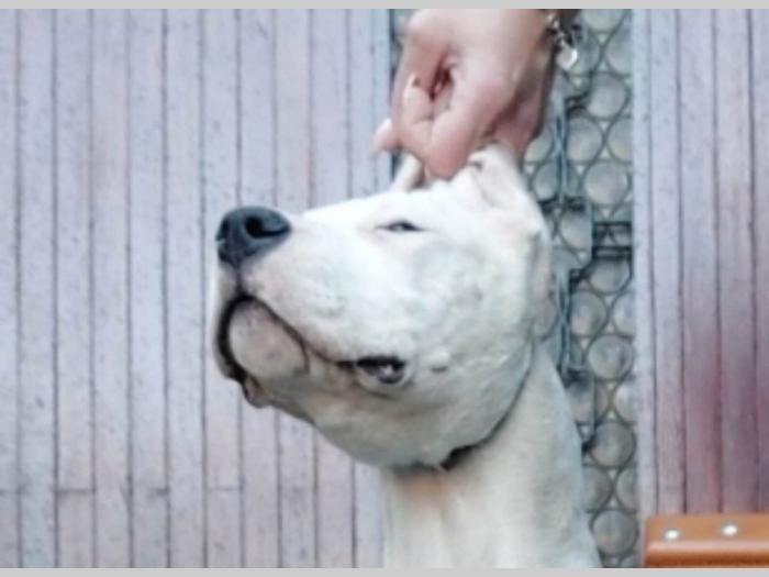 dogo argentino štenci besplatni mali oglasi
