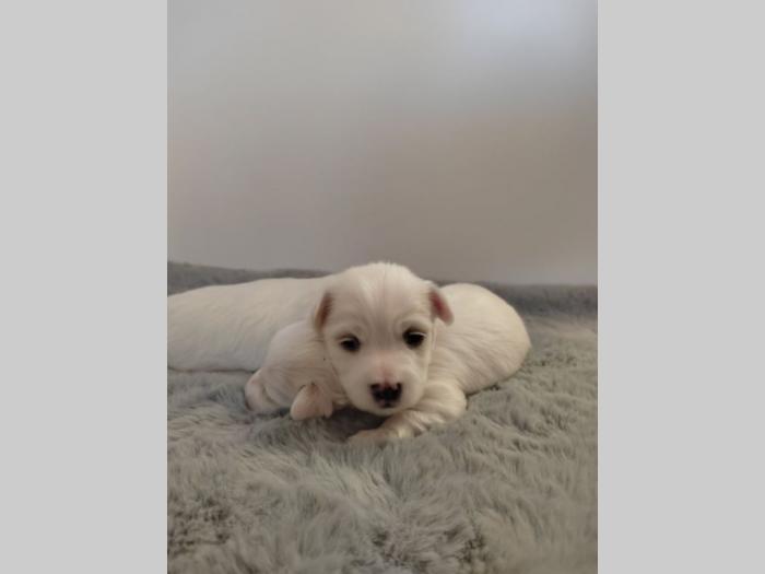 mini maltezeri štenci besplatni mali oglasi