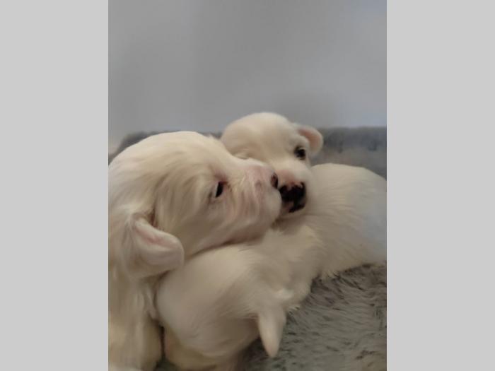 mini maltezeri štenci besplatni mali oglasi