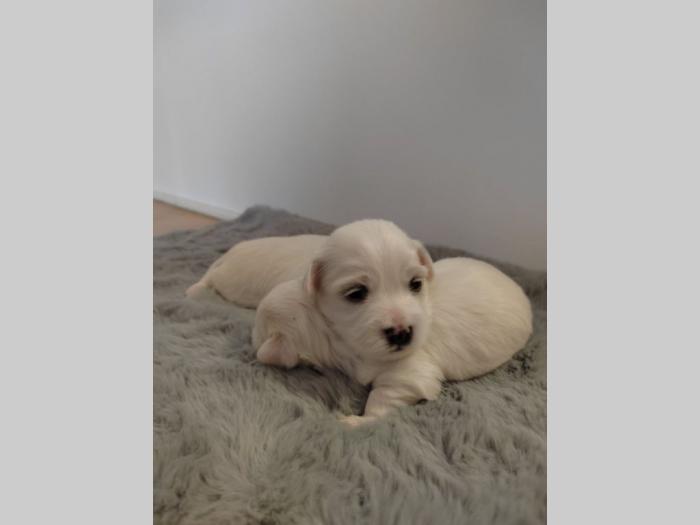 mini maltezeri štenci besplatni mali oglasi