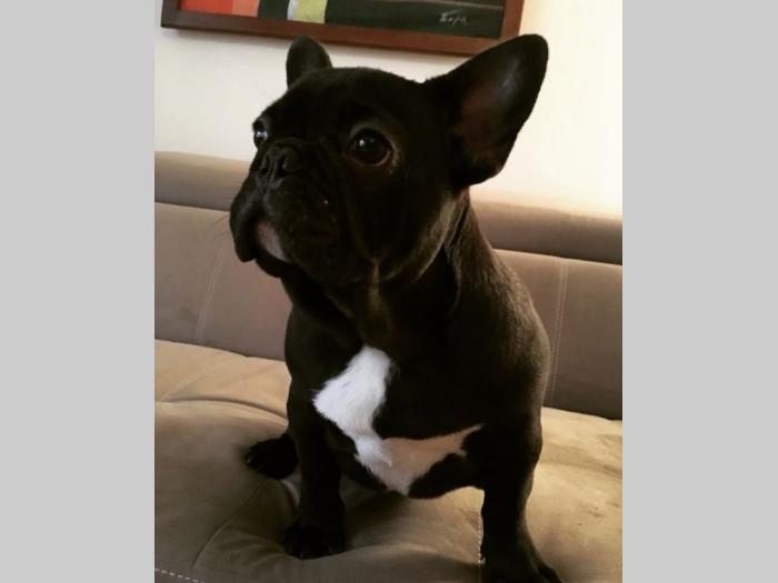 francuski buldog štenci besplatni mali oglasi