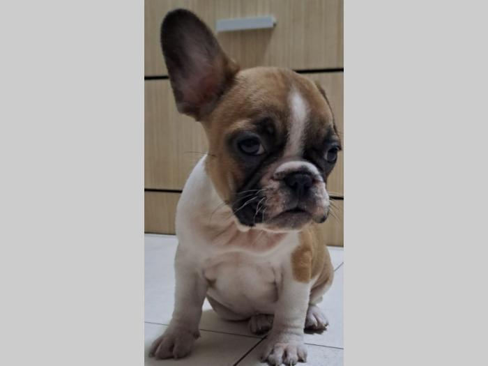 francuski buldog štene besplatni mali oglasi