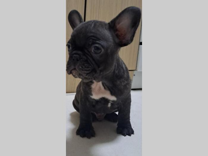 francuski buldog štene besplatni mali oglasi