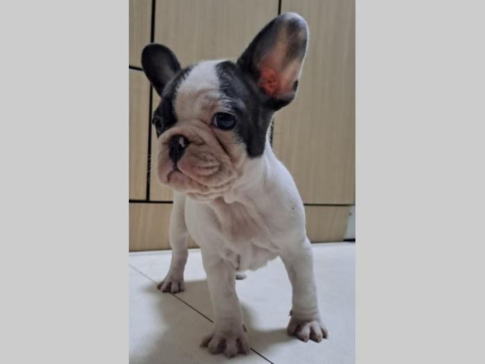 francuski buldog štene besplatni mali oglasi