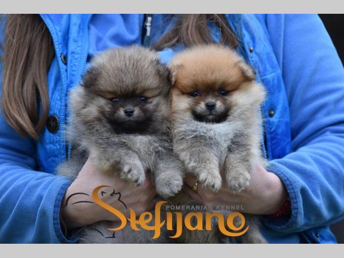 pomeranac boo štenci besplatni mali oglasi
