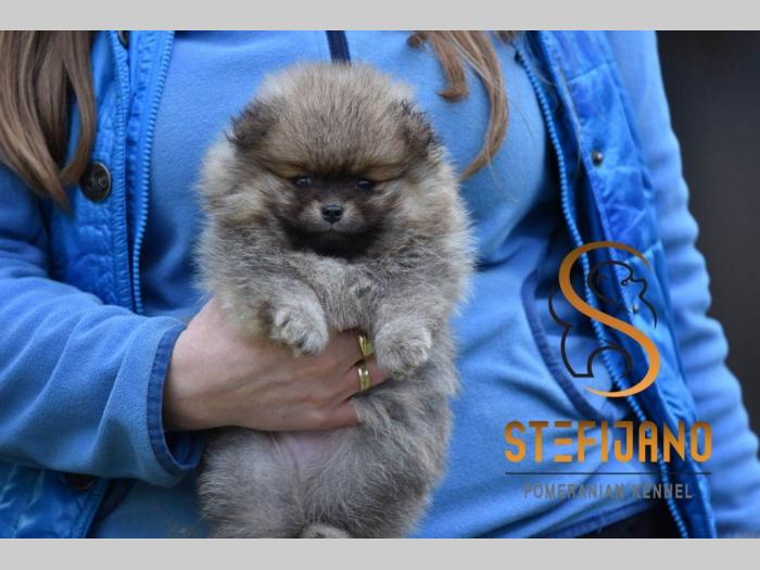 pomeranac boo štenci besplatni mali oglasi