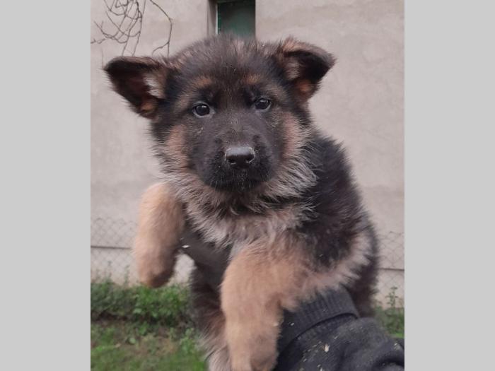nemački ovčar muška štenad besplatni mali oglasi