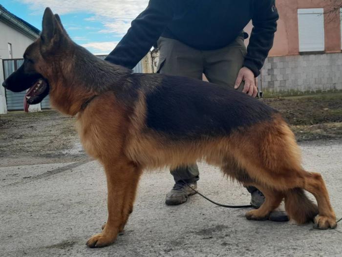 nemački ovčar muška štenad besplatni mali oglasi