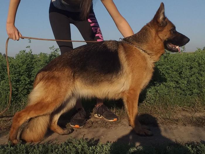 nemački ovčar muška štenad besplatni mali oglasi