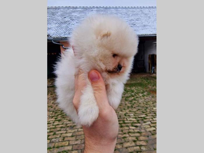 pomeranci boo iz registrovane odgajivačnice pom hash stars besplatni mali oglasi