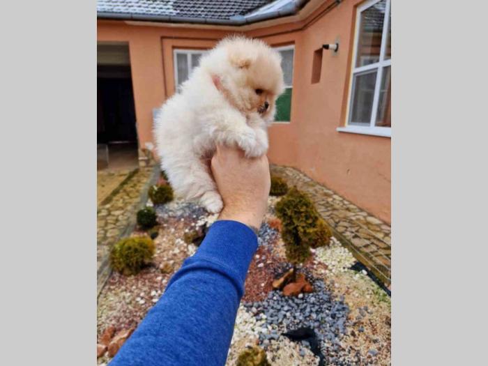 pomeranci boo iz registrovane odgajivačnice pom hash stars besplatni mali oglasi