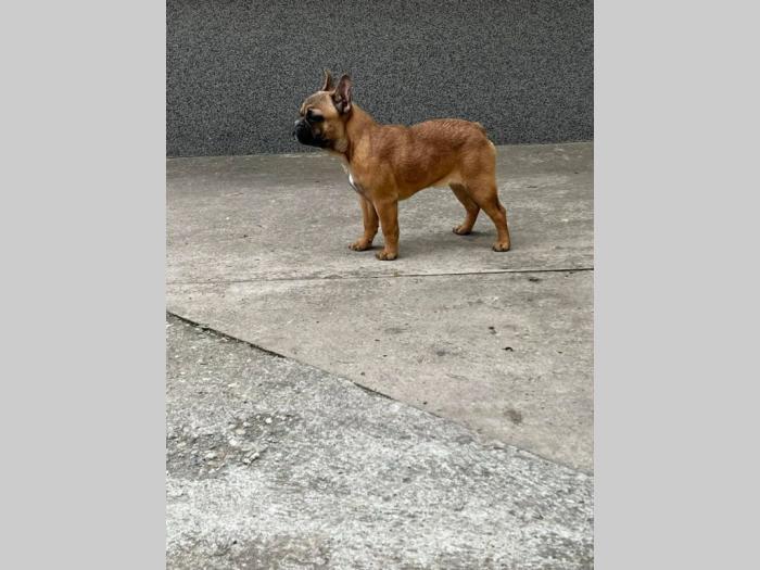 francuski buldog besplatni mali oglasi