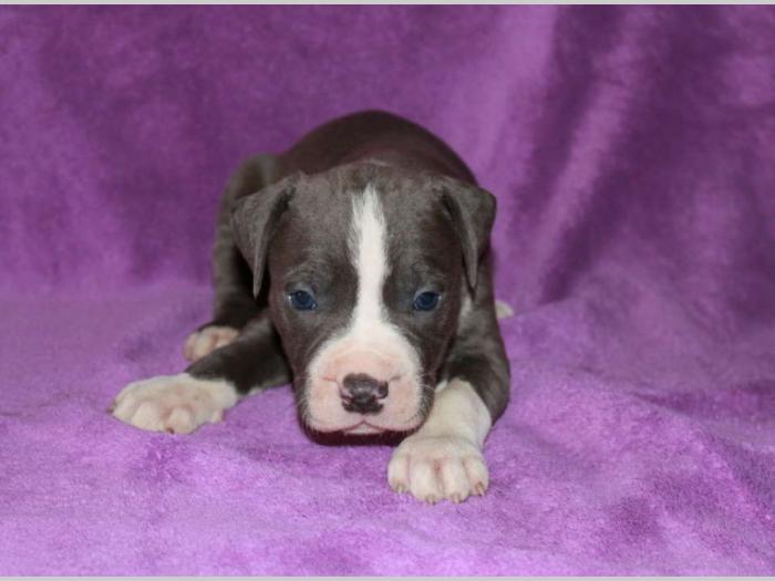 pit bull štenci besplatni mali oglasi