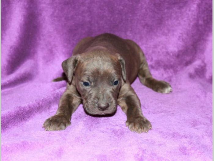 pit bull štenci besplatni mali oglasi