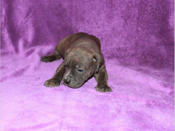 pit bull štenci besplatni mali oglasi