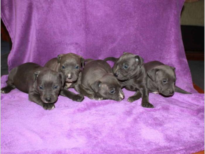 pit bull štenci besplatni mali oglasi