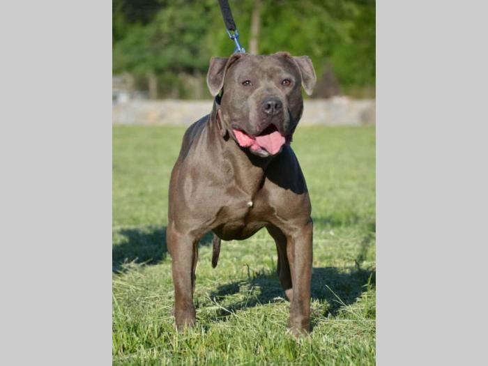 pit bull štenci besplatni mali oglasi