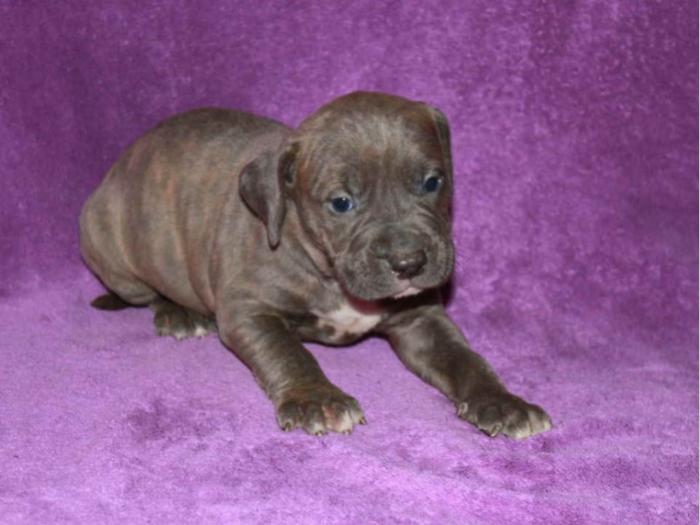 pit bull štenci besplatni mali oglasi
