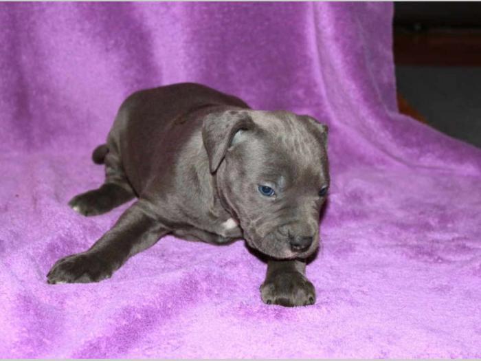 pit bull štenci besplatni mali oglasi
