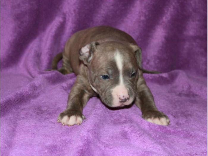 pit bull štenci besplatni mali oglasi