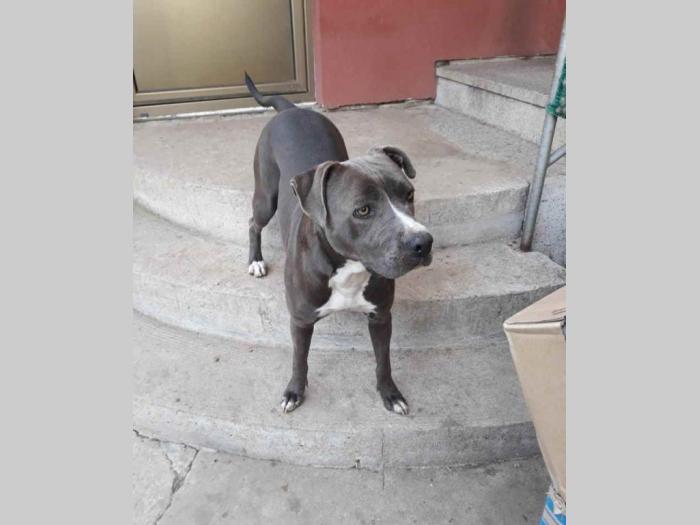 pit bull štenci besplatni mali oglasi