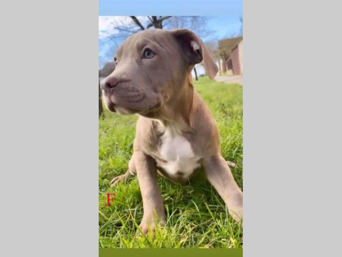 pit bul štenci besplatni mali oglasi