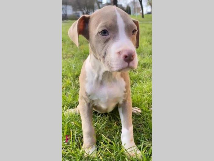 pit bul štenci besplatni mali oglasi