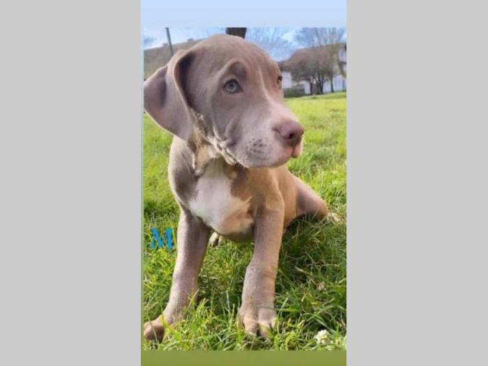 pit bul štenci besplatni mali oglasi