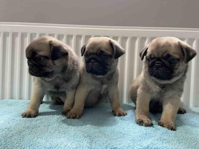 mops štenci besplatni mali oglasi