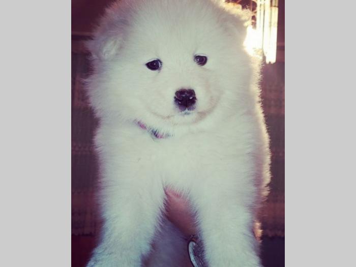 sibirski samojed štenci besplatni mali oglasi