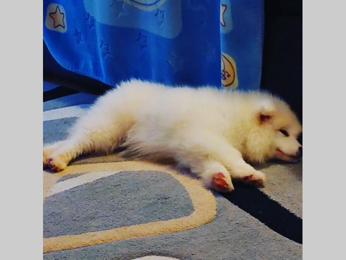 sibirski samojed štenci besplatni mali oglasi