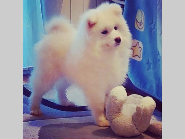 sibirski samojed štenci besplatni mali oglasi