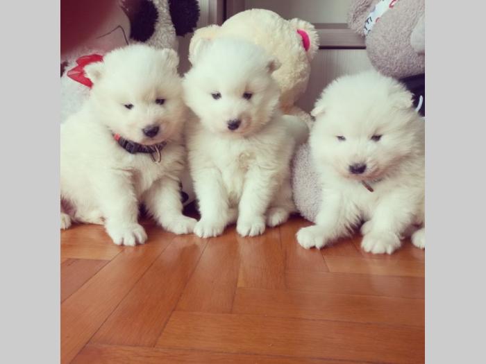 sibirski samojed štenci besplatni mali oglasi