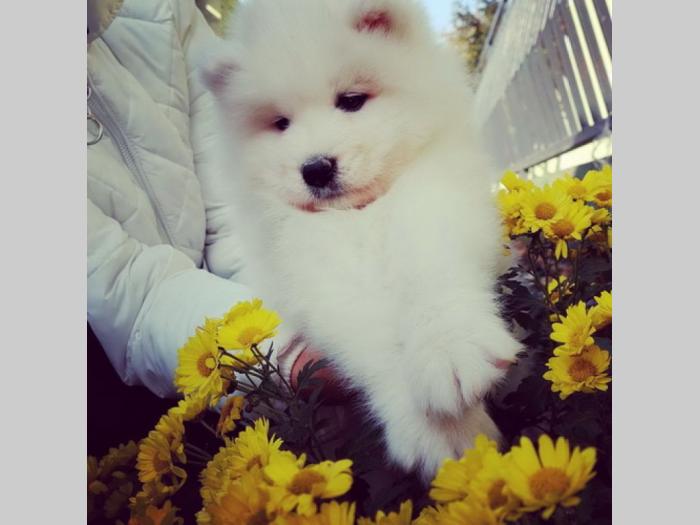 sibirski samojed štenci besplatni mali oglasi