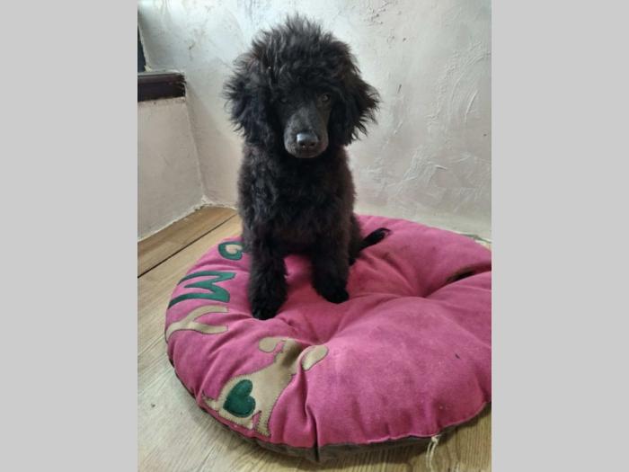 pudle štenci besplatni mali oglasi
