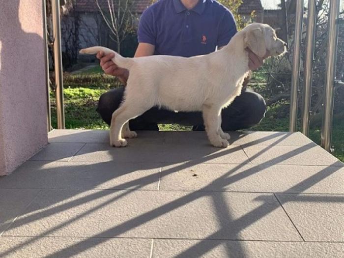 labrador retriver štenci besplatni mali oglasi