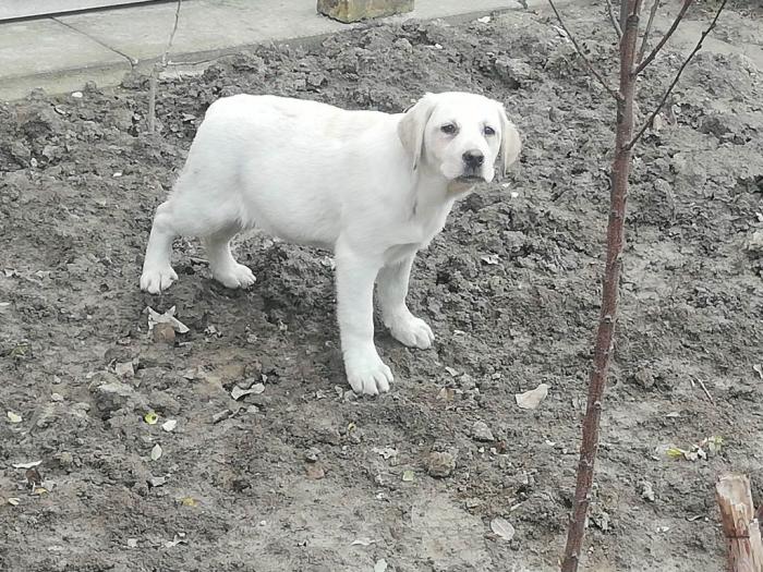 labrador retriver štenci besplatni mali oglasi