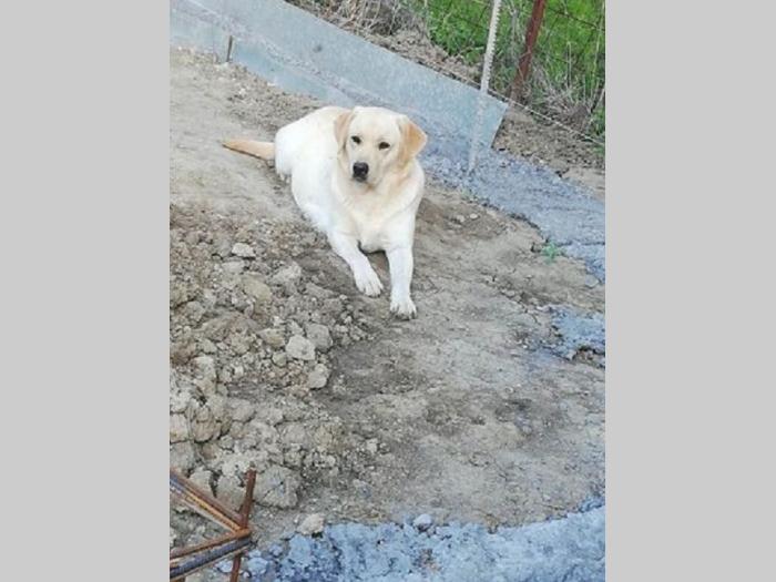 labrador retriver štenci besplatni mali oglasi