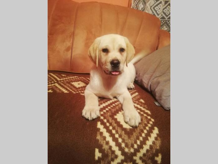 labrador retriver štenci besplatni mali oglasi