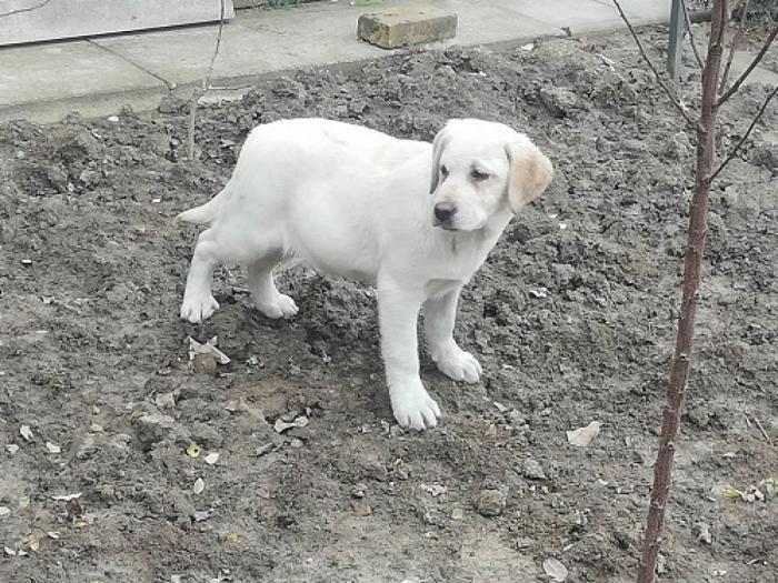 labrador retriver štenci besplatni mali oglasi
